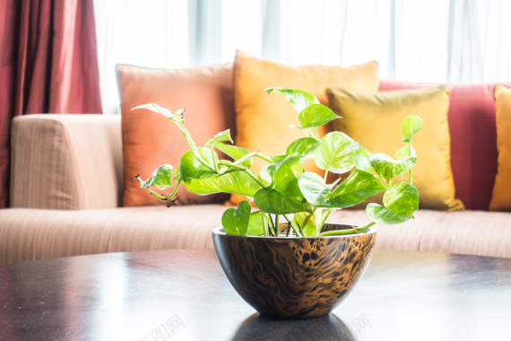 植物盆栽桌面桌子抱枕沙发温馨窗帘窗背景背景
