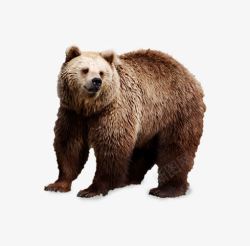 棕色大熊棕色大狗熊高清图片