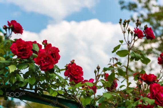 红色鲜艳热情玫瑰花背景