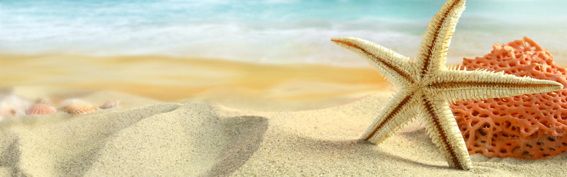 沙滩贝壳背景
