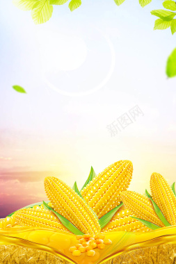黄色玉米背景背景