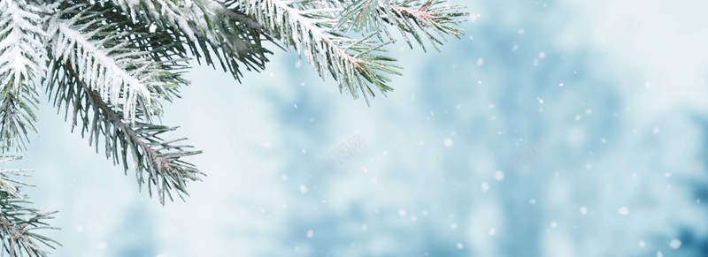 摄影下雪松树枝背景摄影图片