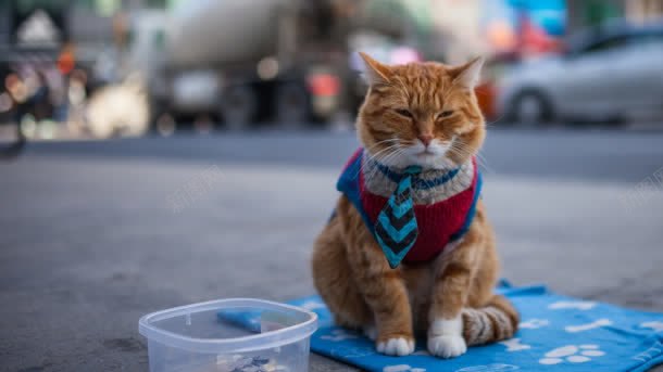 街头的猫可爱猫咪jpg设计背景_88icon https://88icon.com 可爱 街头