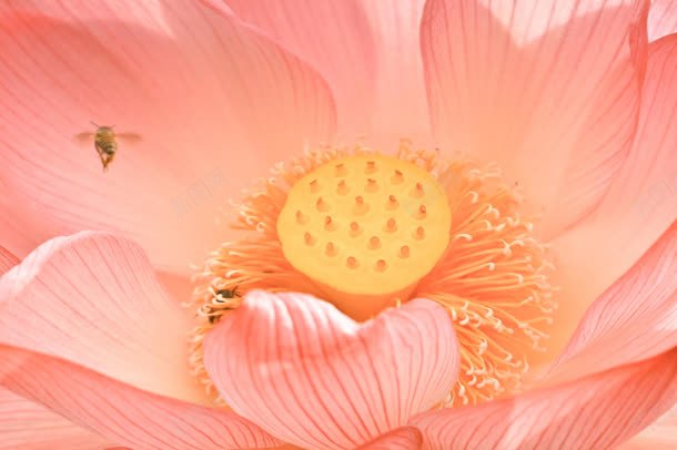 粉色花蕊桌面壁纸jpg设计背景_88icon https://88icon.com 壁纸 桌面 粉色 花蕊