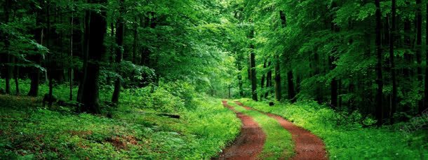 森林植物清新道路jpg设计背景_88icon https://88icon.com 森林 植物 清新 道路