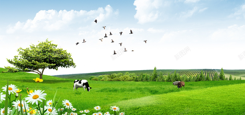 蓝天草地牧场奶牛背景