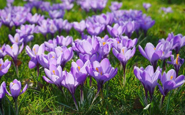 紫色花朵草地好看jpg设计背景_88icon https://88icon.com 好看 紫色 花朵 草地