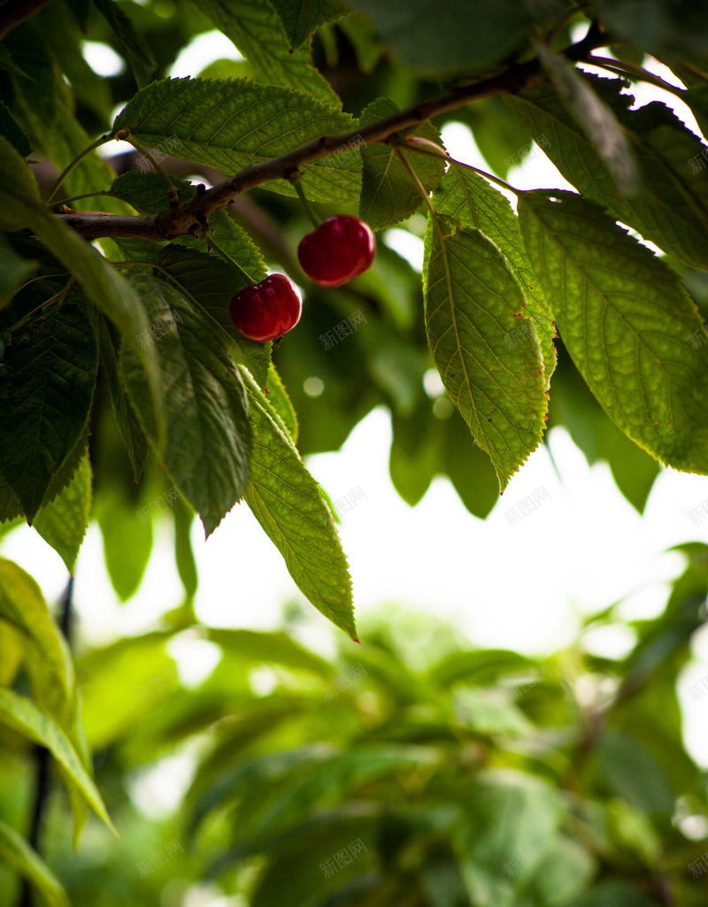 黄昏下的樱桃树jpg_88icon https://88icon.com 摄影 植物 樱桃树 水果喜欢 阳光 风景 黄昏