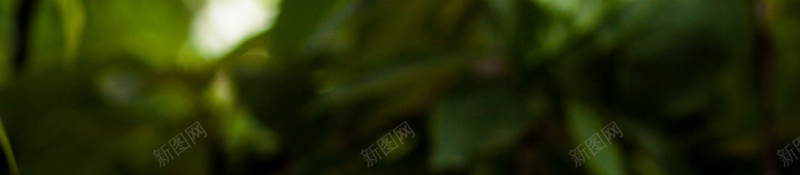 黄昏下的樱桃树jpg_88icon https://88icon.com 摄影 植物 樱桃树 水果喜欢 阳光 风景 黄昏