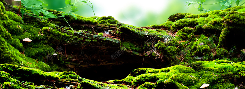 大自然热带雨林背景psd设计背景_88icon https://88icon.com 大自然 热带雨林 绿色 背景