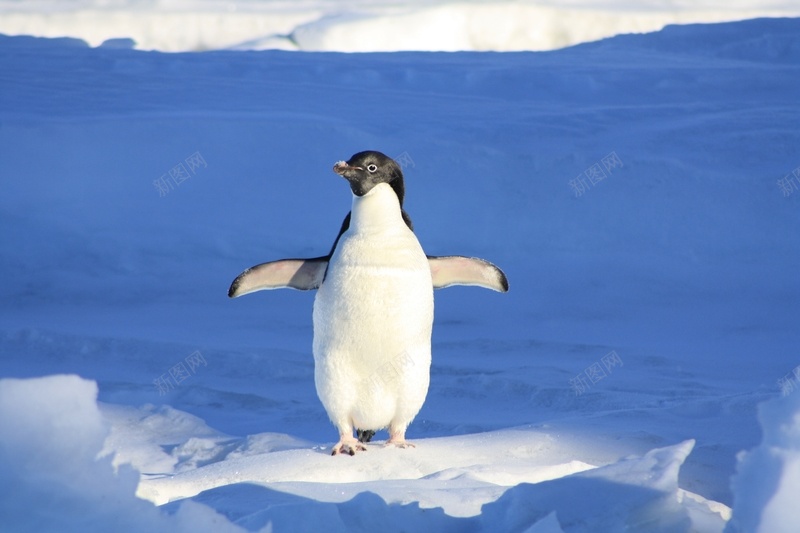 南极企鹅冰雪jpg设计背景_88icon https://88icon.com 企鹅 冰雪 动物 南极 可爱