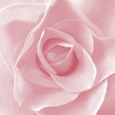 粉色玫瑰超大特写背景
