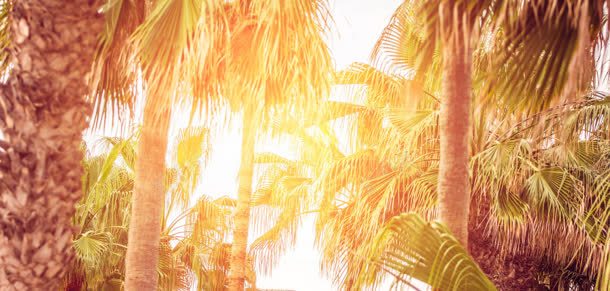 椰子树间的金色阳光海报背景背景