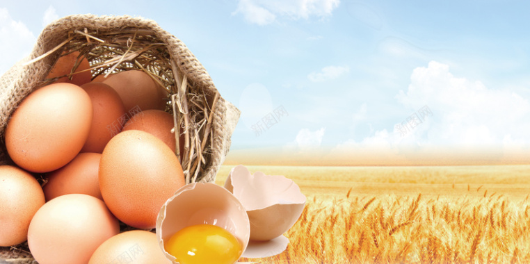 农家土鸡蛋生态鸡蛋养殖海报背景背景