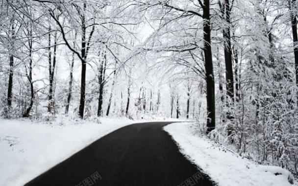 白色雪后树林街道背景
