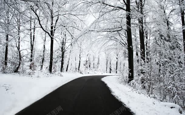 白色雪后树林街道jpg设计背景_88icon https://88icon.com 树林 白色 街道 雪后