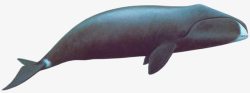 黑色鲸鱼素材
