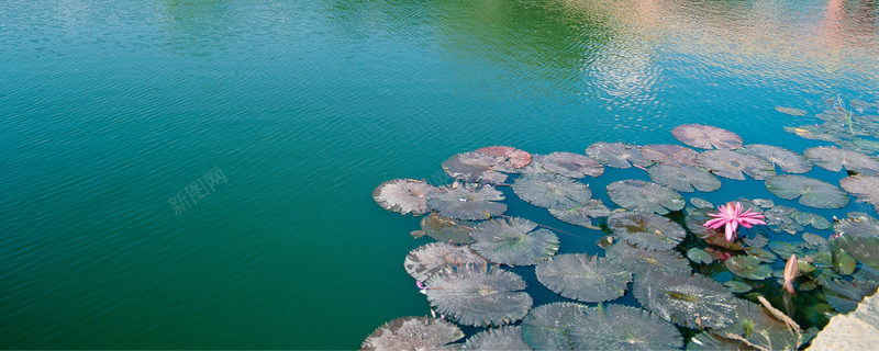 荷塘荷叶绿水湖畔淘宝网站背景图摄影图片