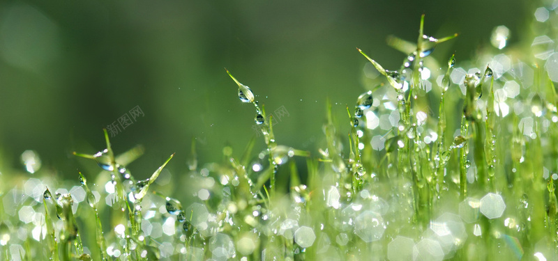 植物小草露水水珠背景摄影图片