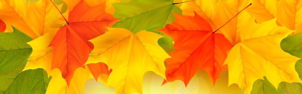 漂亮的秋季树叶背景