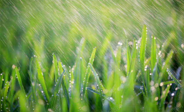 雨中绿叶郁郁葱葱背景