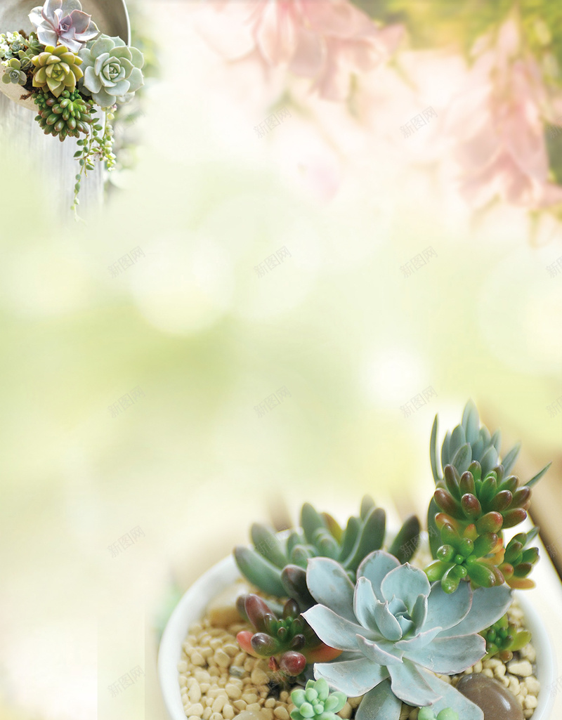 多肉植物清新海报背景psd设计背景_88icon https://88icon.com DIY 多肉 多肉DIY 多肉植物 微景观 微景观DIY 绿植 绿植DIY 绿植图片下载