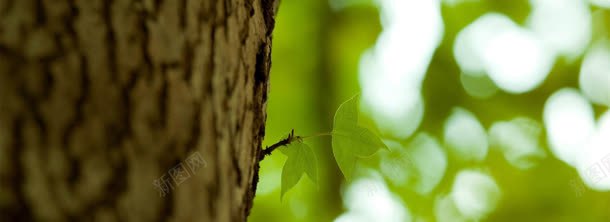 大树jpg设计背景_88icon https://88icon.com 大树