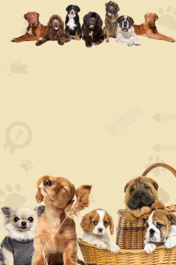 宠物猫狗宠物医院俱乐部海报背景背景