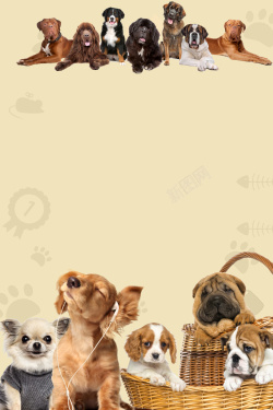 猫狗海报宠物猫狗宠物医院俱乐部海报背景高清图片