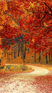 秋季公园红色枫叶背景摄影图片