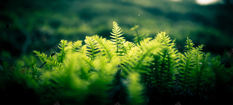 绿草地小草特写jpg设计背景_88icon https://88icon.com 小草 杂草 环境 田园 田野 绿草 绿草地 绿草地小草特写高清图片 背景图 草 草丛 草原 草地 野草 高清图片