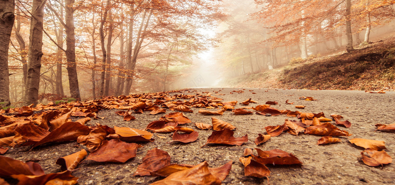 秋天树林落叶风景摄影图片
