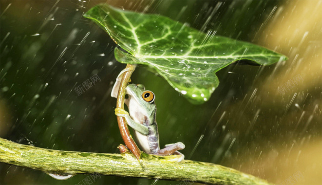 青蛙在雨中撑伞背景