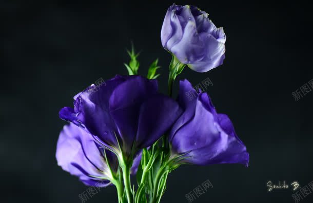 紫色高贵花朵植物jpg设计背景_88icon https://88icon.com 植物 紫色 花朵 高贵