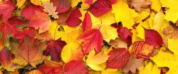 红黄的枫叶秋天落叶高清图片