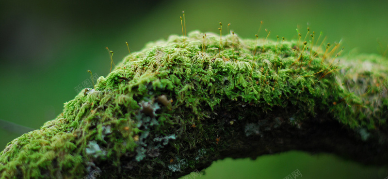 苔藓背景jpg_88icon https://88icon.com 微观 微观植物 摄影 森林 植物 植被 海报banner 环境 绿色 背景 自然 苔 风景