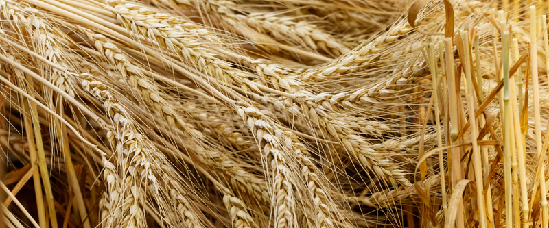 唯美的稻田景色jpg设计背景_88icon https://88icon.com 丰收稻田 图片素材 天空 季节 成熟自然风景 海报banner 秋季 自然景观 金色稻田图片