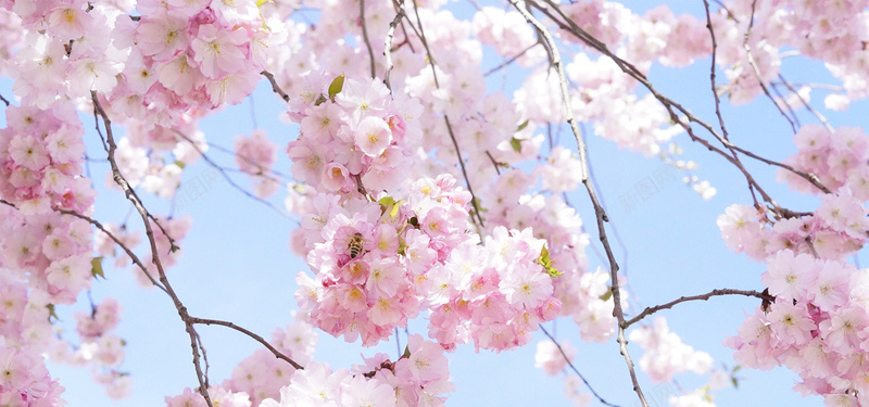 漂亮的日本樱花树背景背景