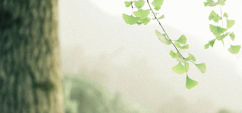 日系清新文艺淡色树木银杏叶背景摄影图片