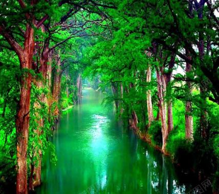 绿色的森林水面清新的户外背景