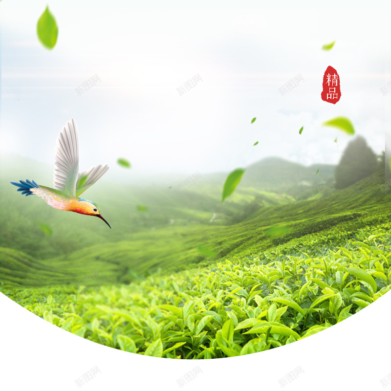 绿色自然茶园茶叶PSD分层主图背景psd设计背景_88icon https://88icon.com 主图 淘宝 直通车 简约背景 绿色背景 自然背景 茶 茶具 茶叶背景 茶园背景 飞鸟