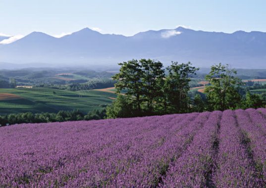 蓝天薰衣草花园田野背景