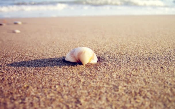 沙滩上的孤独贝壳背景