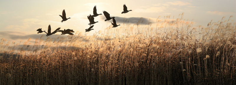 唯美野草飞鸟落日背景psd设计背景_88icon https://88icon.com banner背景 唯美 小清新 文艺 海报banner 简约 芦苇 落日 野草 飞鸟