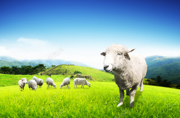 绿色自然绵羊背景背景