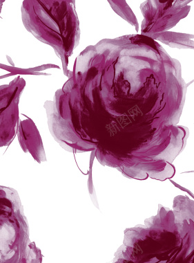 紫红色玫瑰用于美容化妆家居健康医疗背景