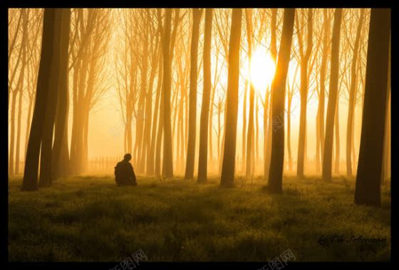 阳光下的宁静树林男孩背景