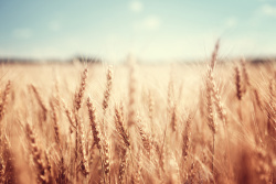 麦穗特写图片收获季节庄稼地小麦高清图片