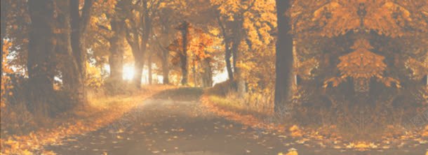 秋季树林唯美背景bannerjpg设计背景_88icon https://88icon.com banner 唯美 树叶 树林 秋季 背景 黄昏