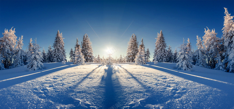 山顶雪松摄影图片